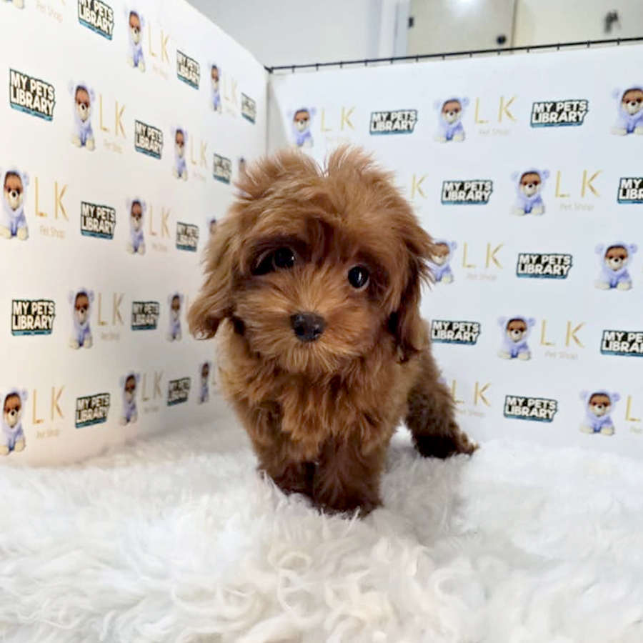 Maltipoo Puppy