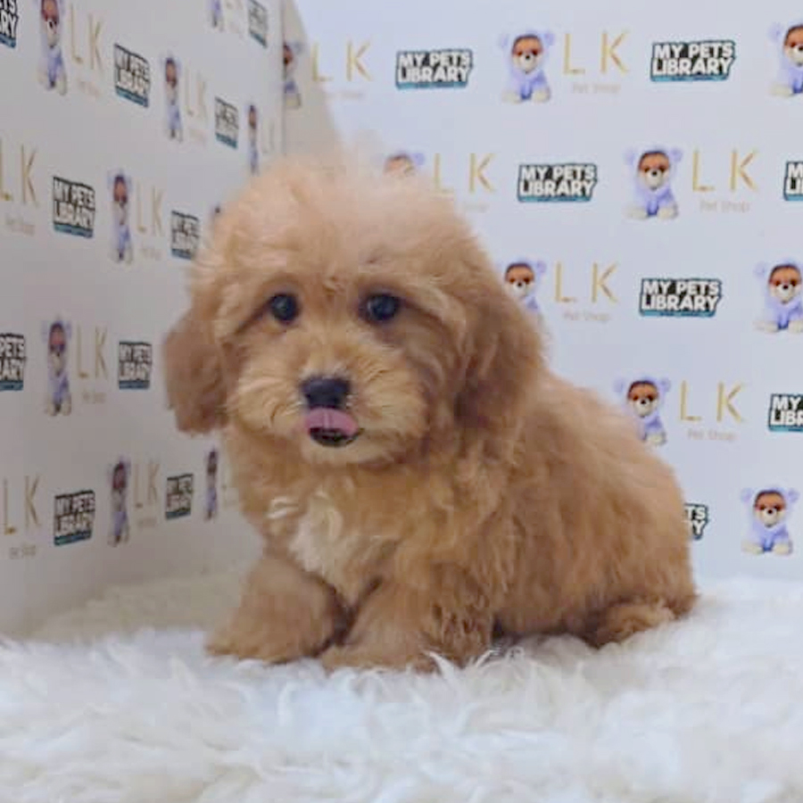 Maltipoo Puppy