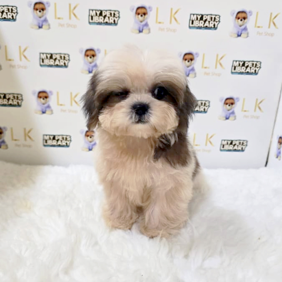 Shih Tzu Puppy
