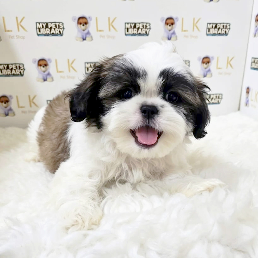 Shih Tzu Puppy