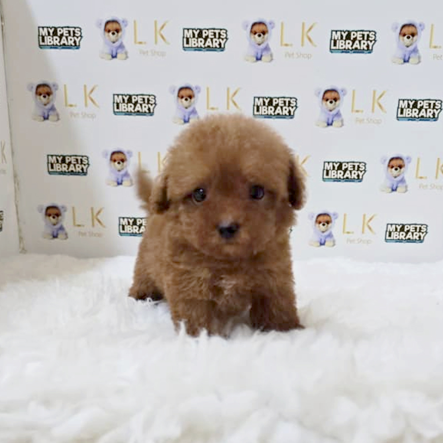 Teacup Maltipoo Puppy