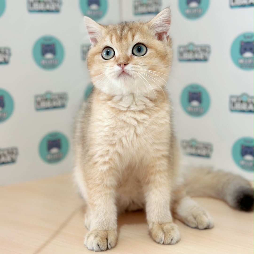 British Shorthair Kitten