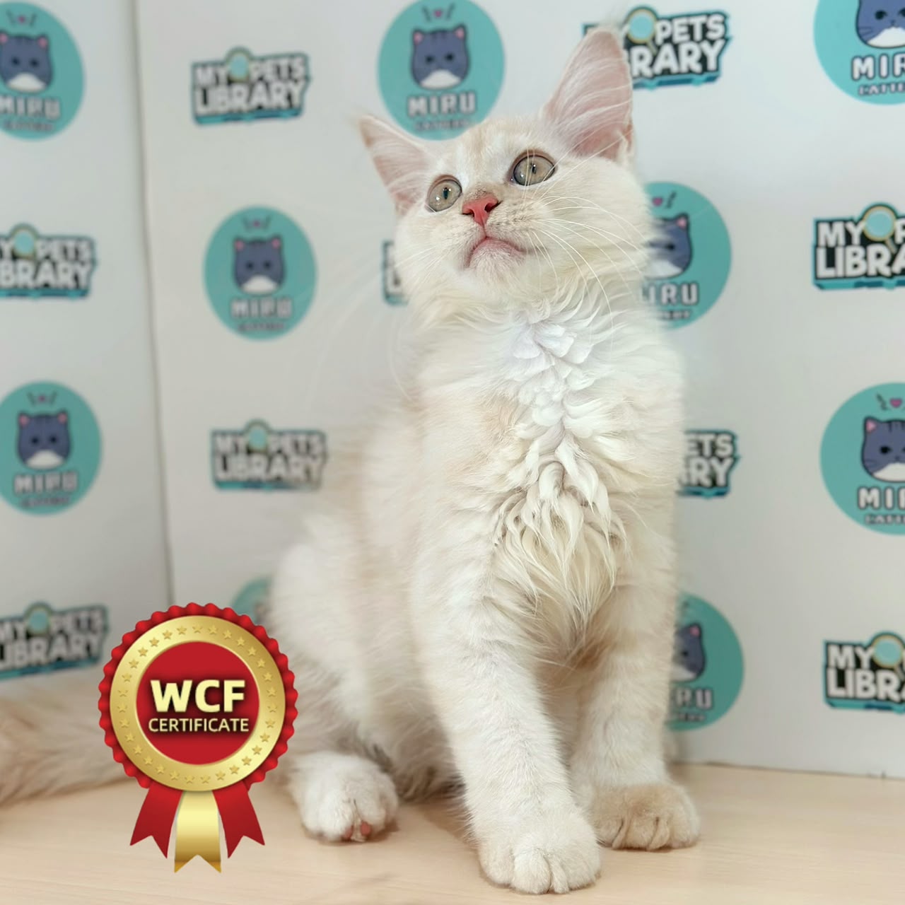 WCF Maine Coon Kitten