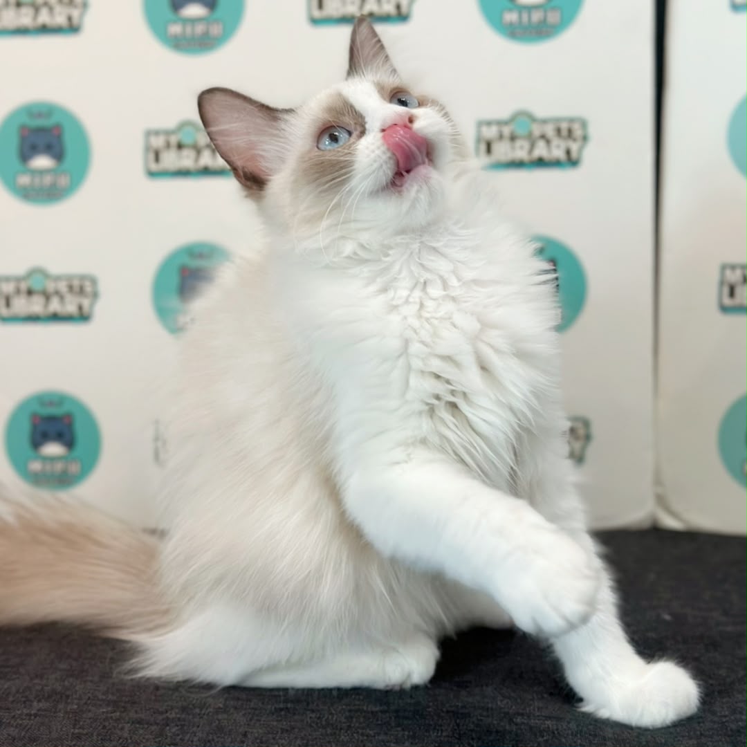 Ragdoll Kitten
