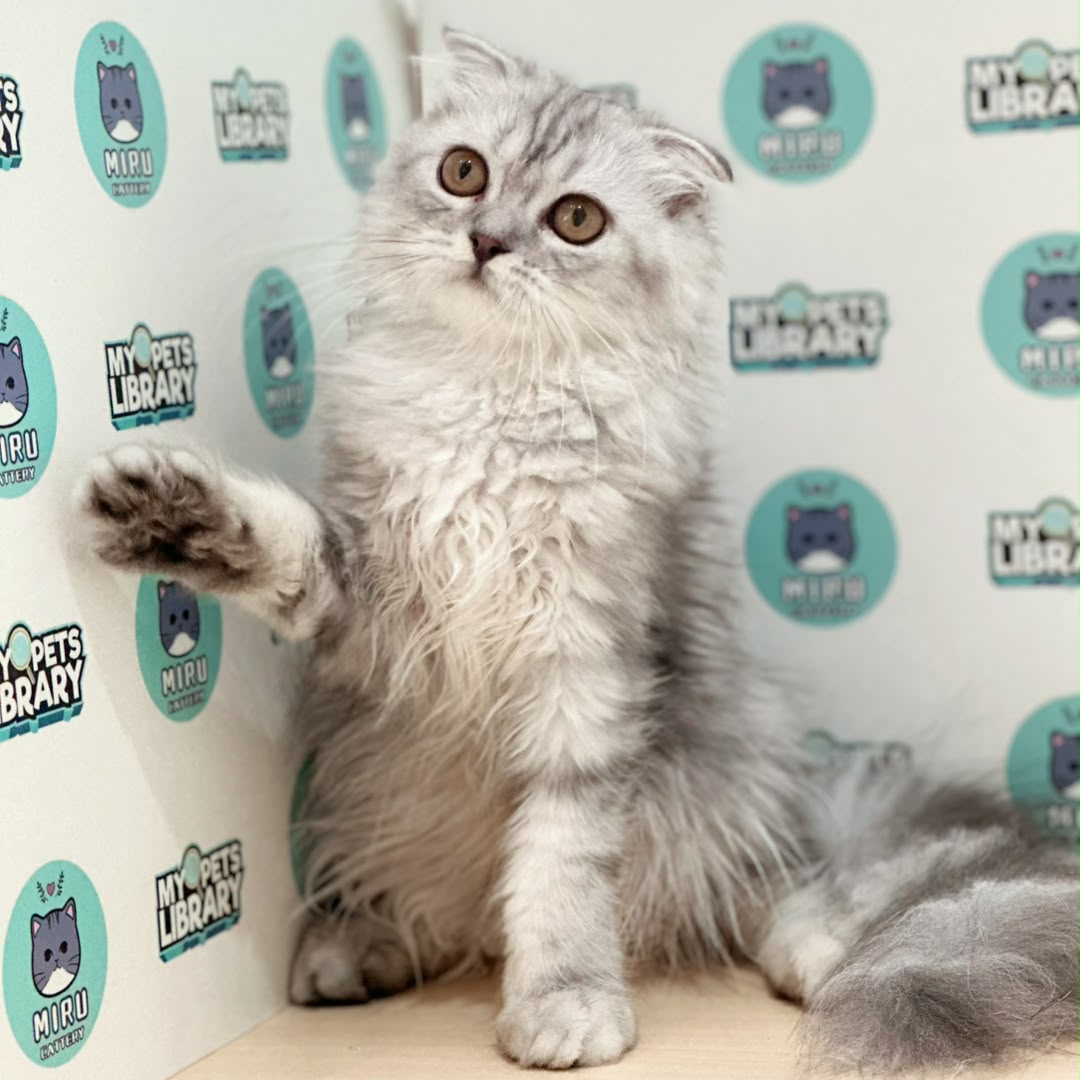 Scottish Persian Kitten