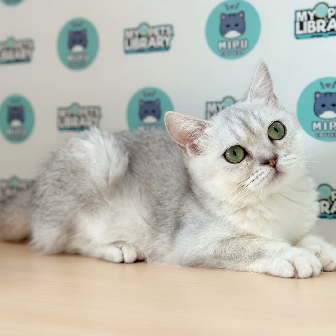 British Shorthair Kitten