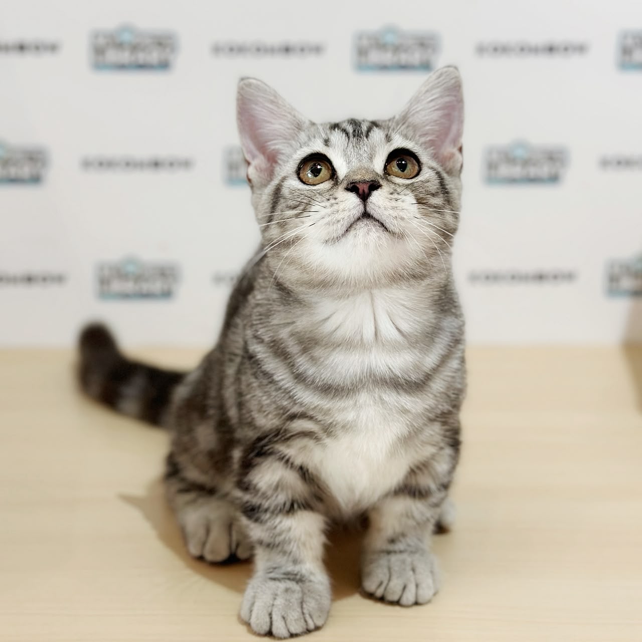 Short Munchkin American Shorthair Kitten