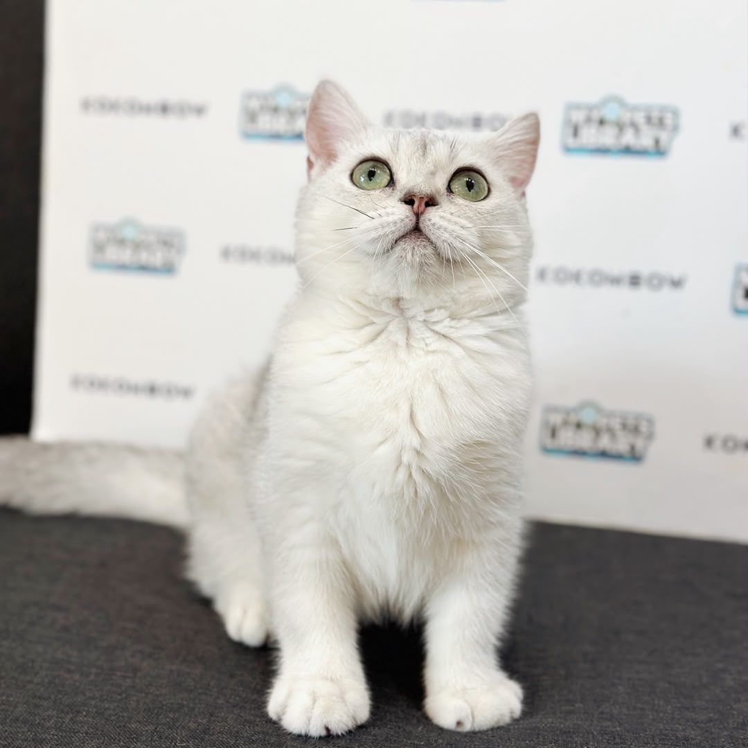 British Shorthair Kitten