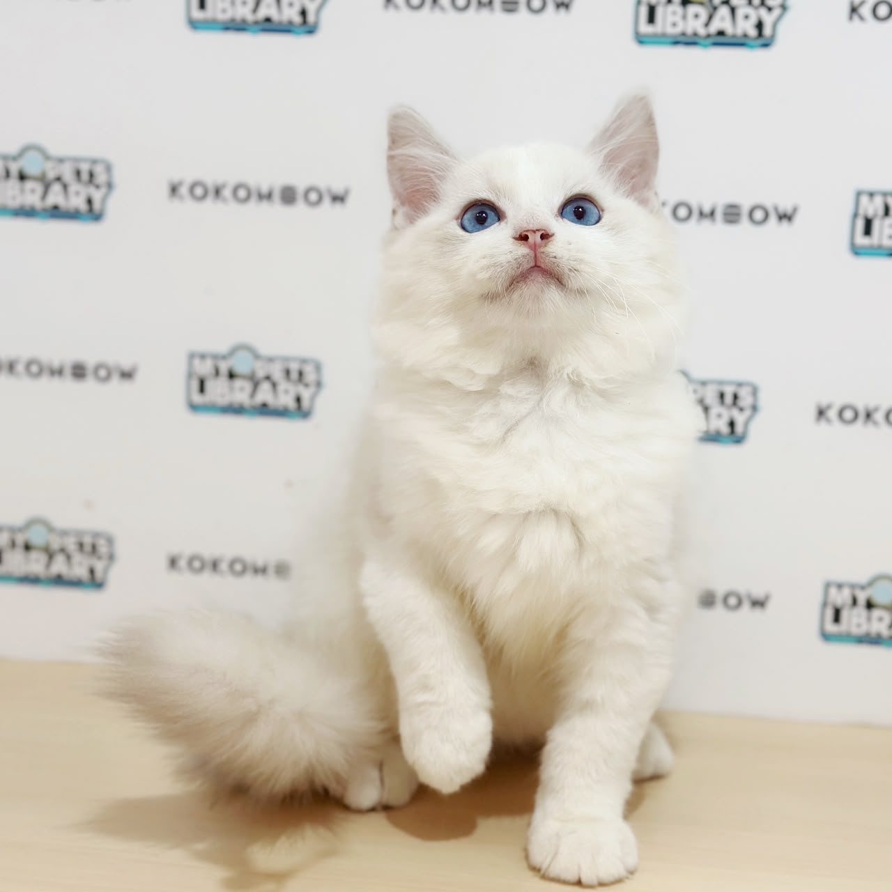 Ragdoll Kitten