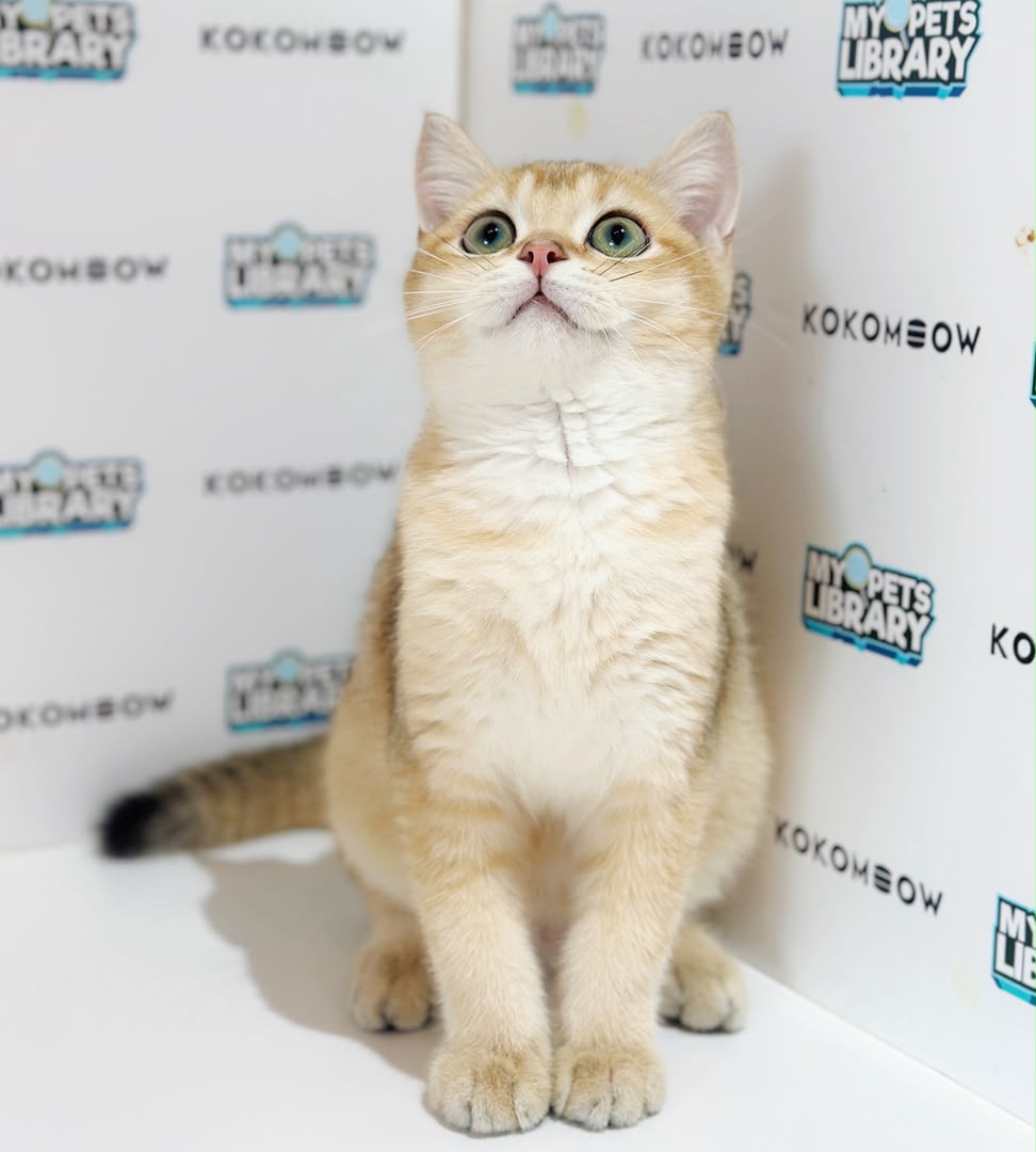 British Shorthair Kitten