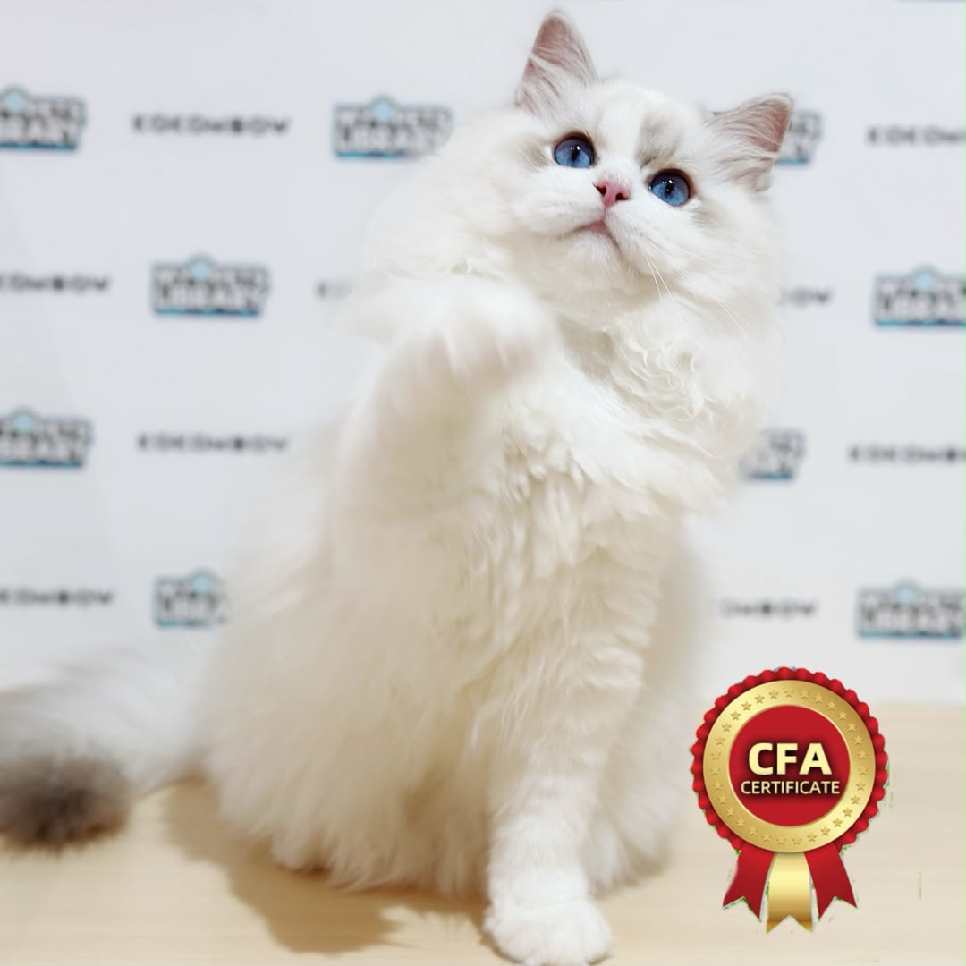 CFA Ragdoll Kitten