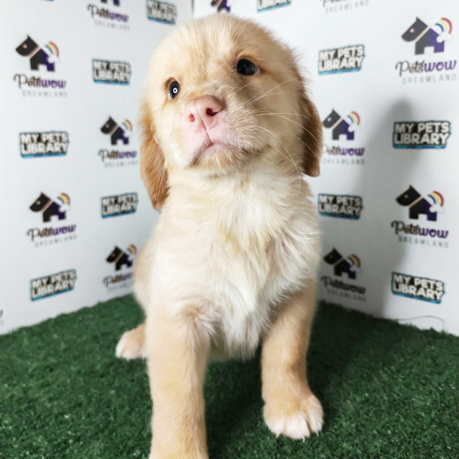 Golden Retriever Puppy