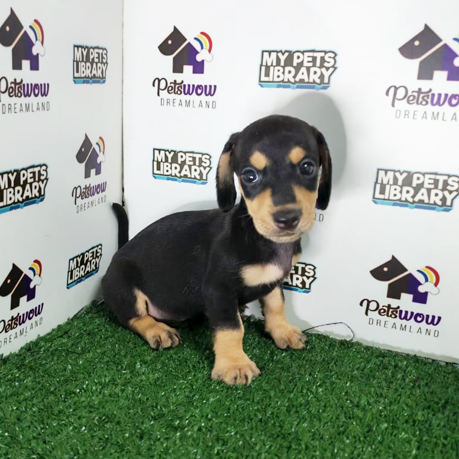 Dachshund Puppy