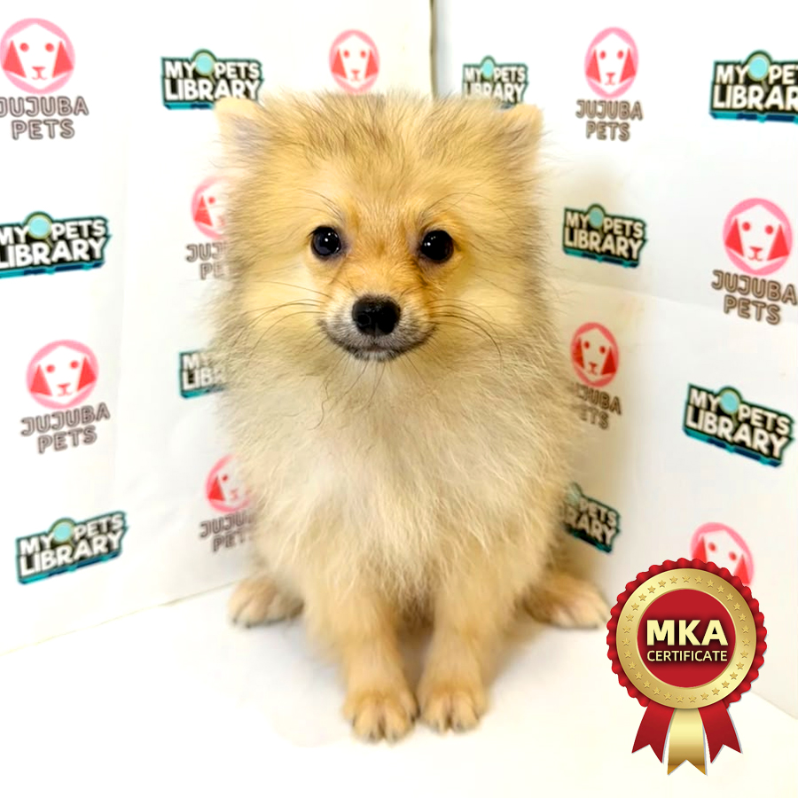 MKA Pomeranian Puppy