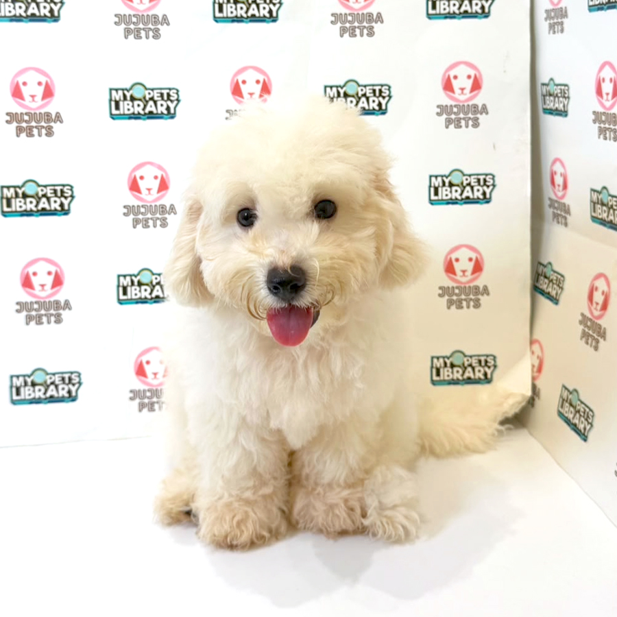Maltichon Puppy