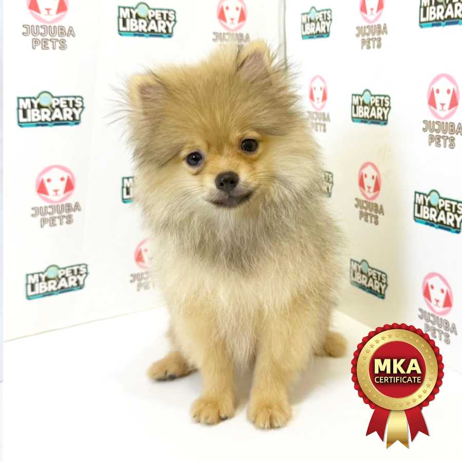 MKA Pomeranian Puppy
