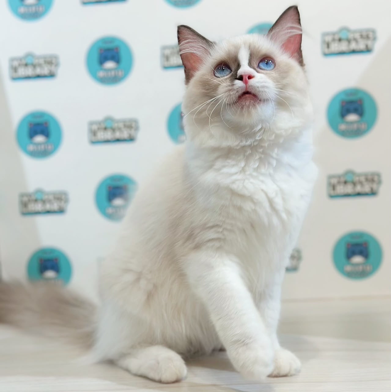 Ragdoll Kitten