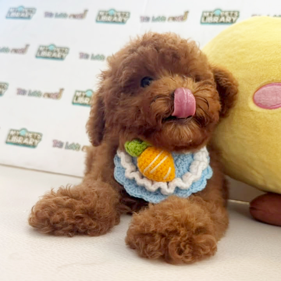 Tiny Poodle Puppy