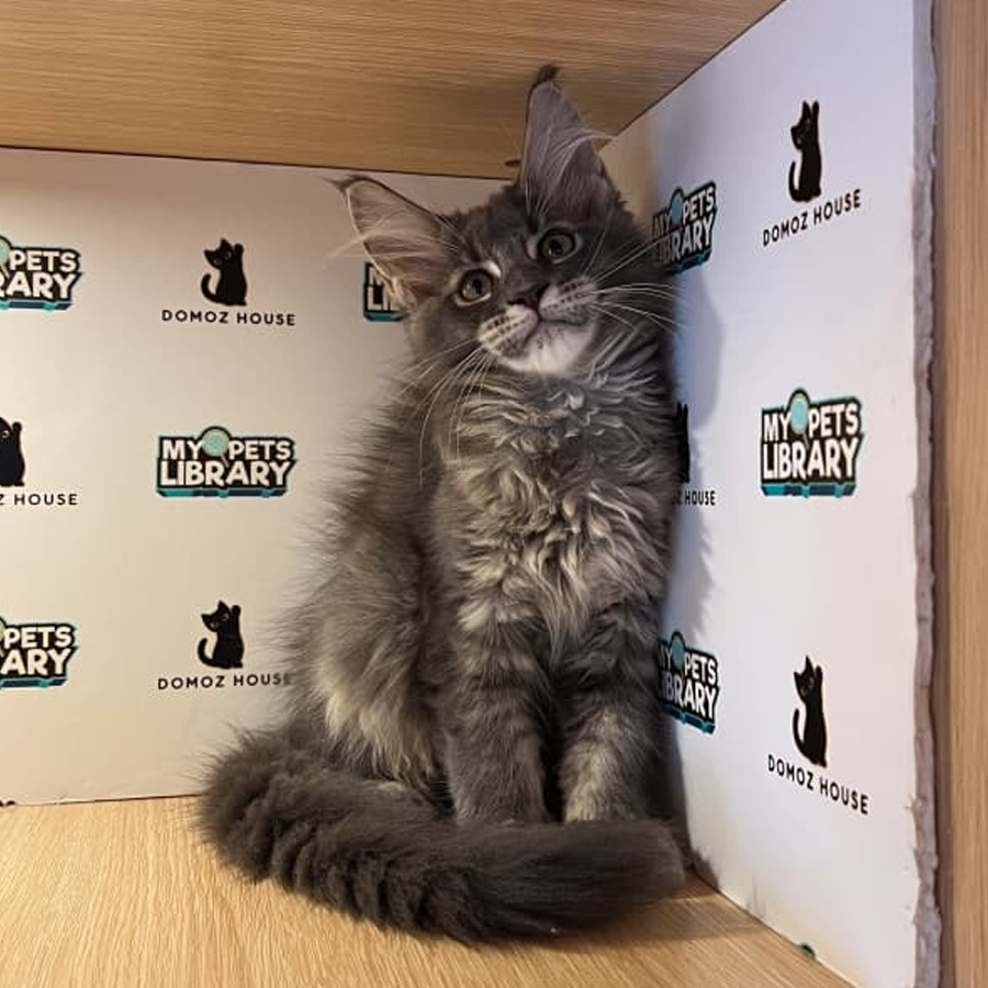 Maine Coon Kitten