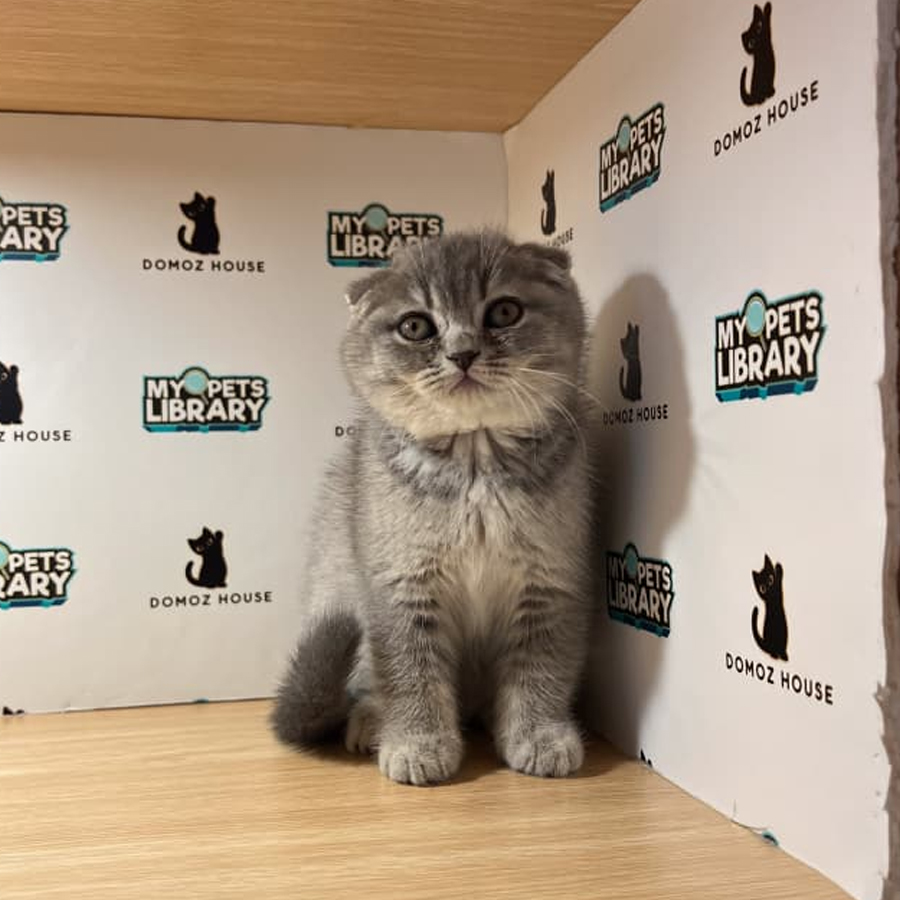 Scottishfold Kitten