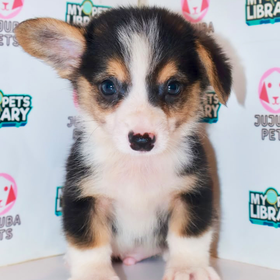 Welsh Corgi Puppy
