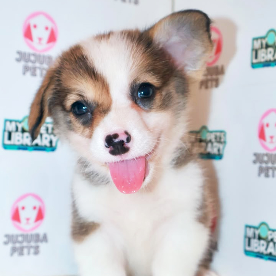 Welsh Corgi Puppy