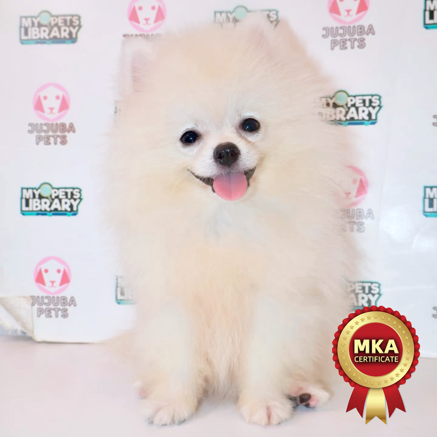 MKA Pomeranian Puppy