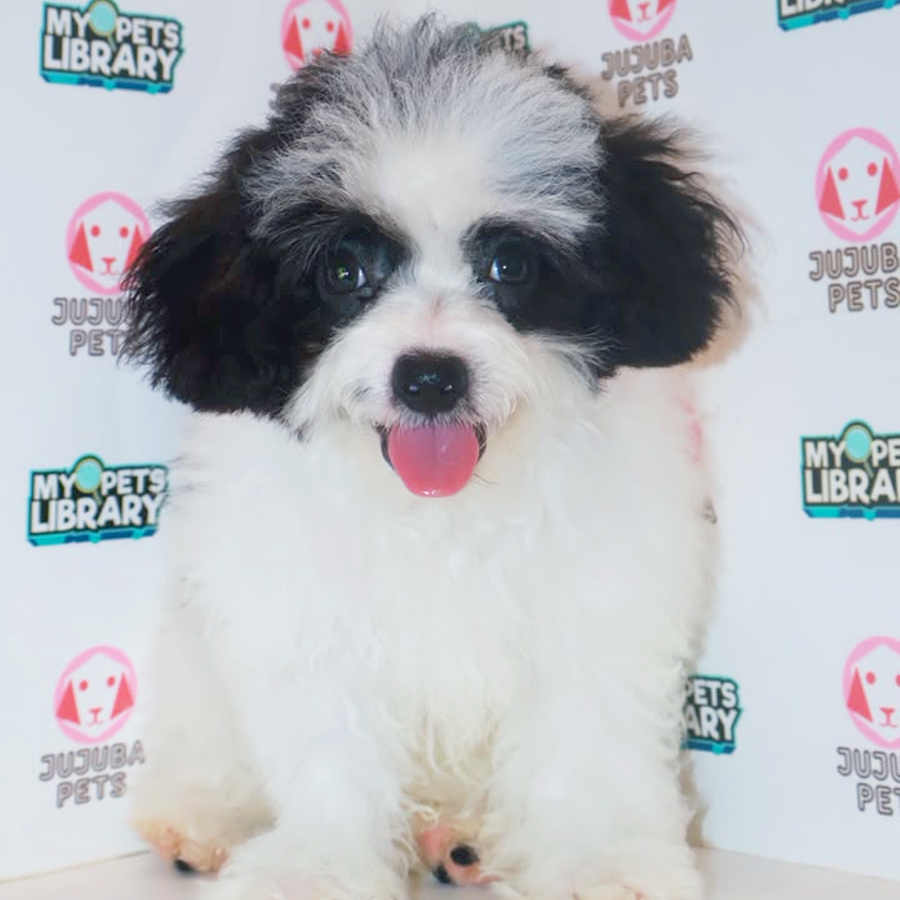 Shihpoo Puppy