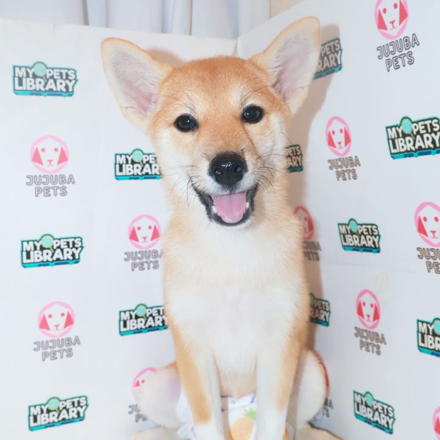 Shiba Inu Puppy