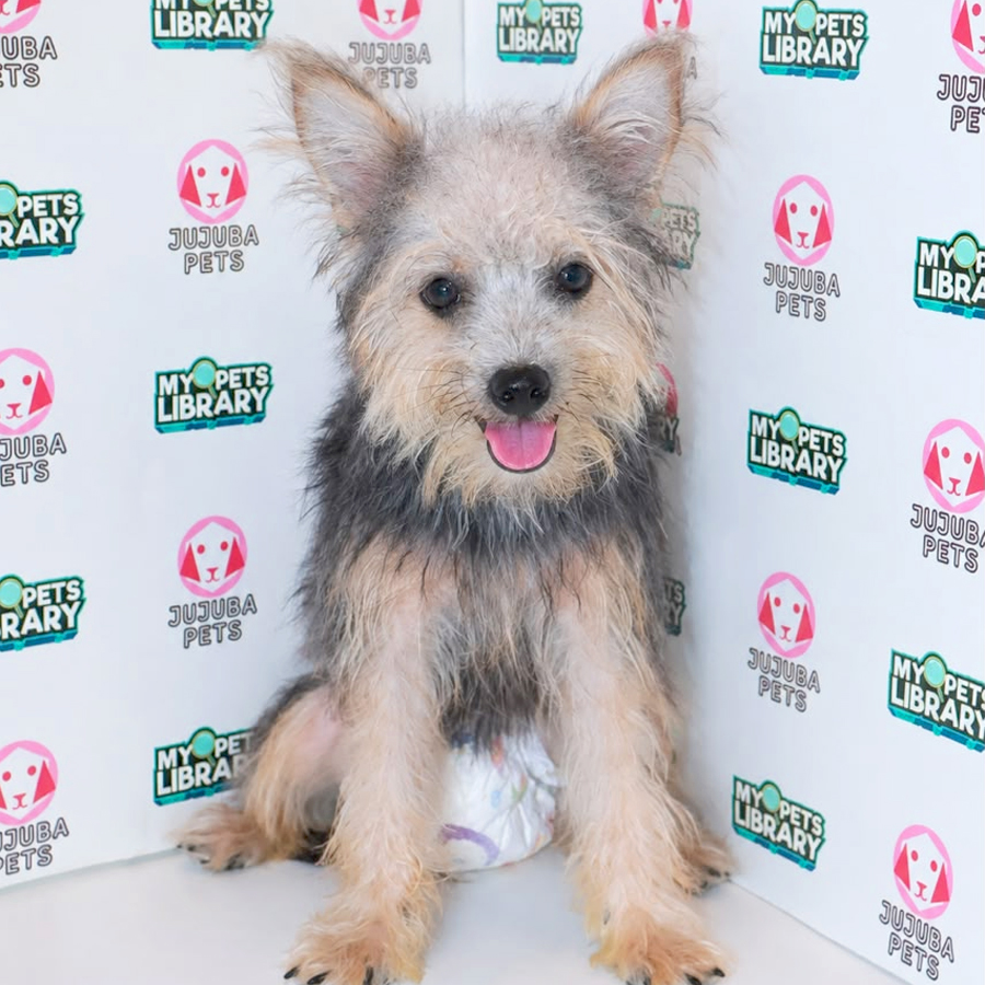Silkese Puppy