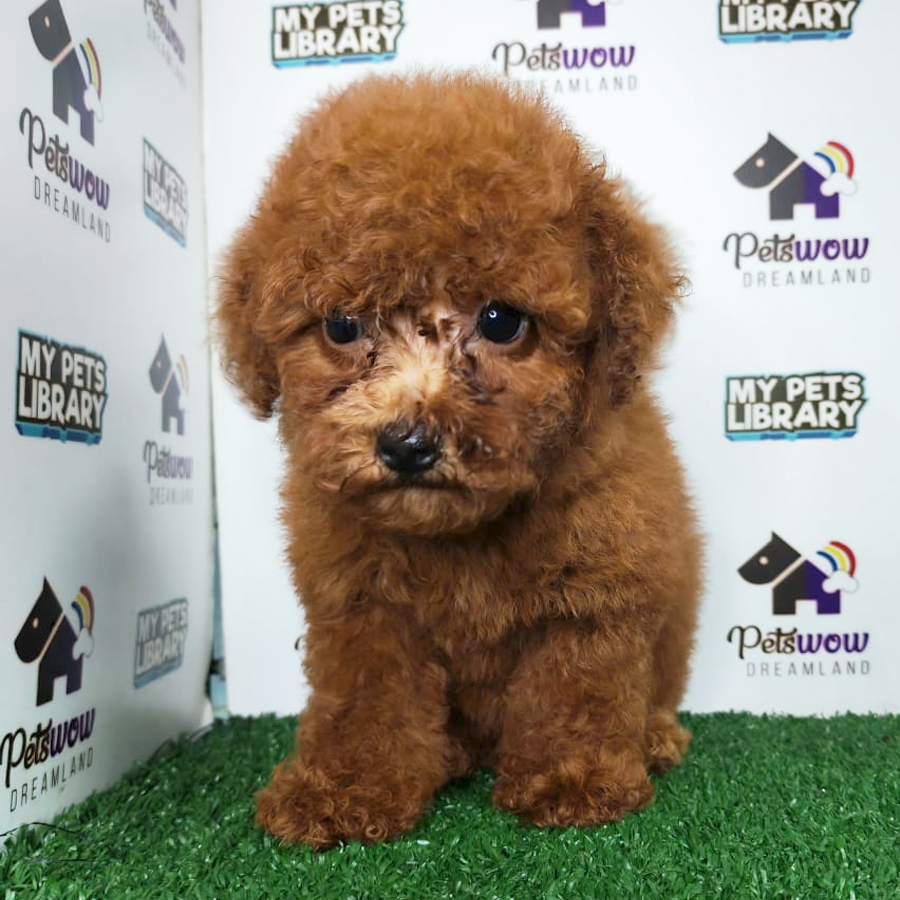 Toy Poodle Puppy