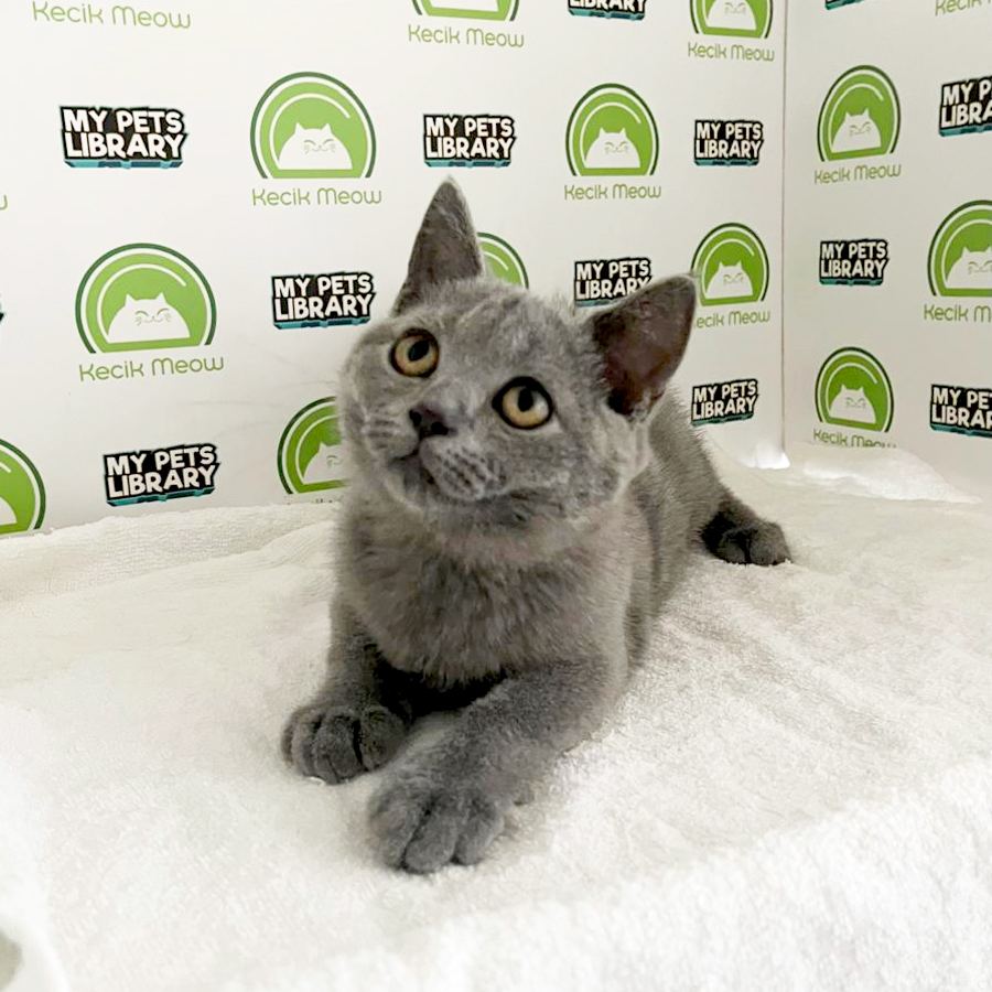 British Shorthair Kitten