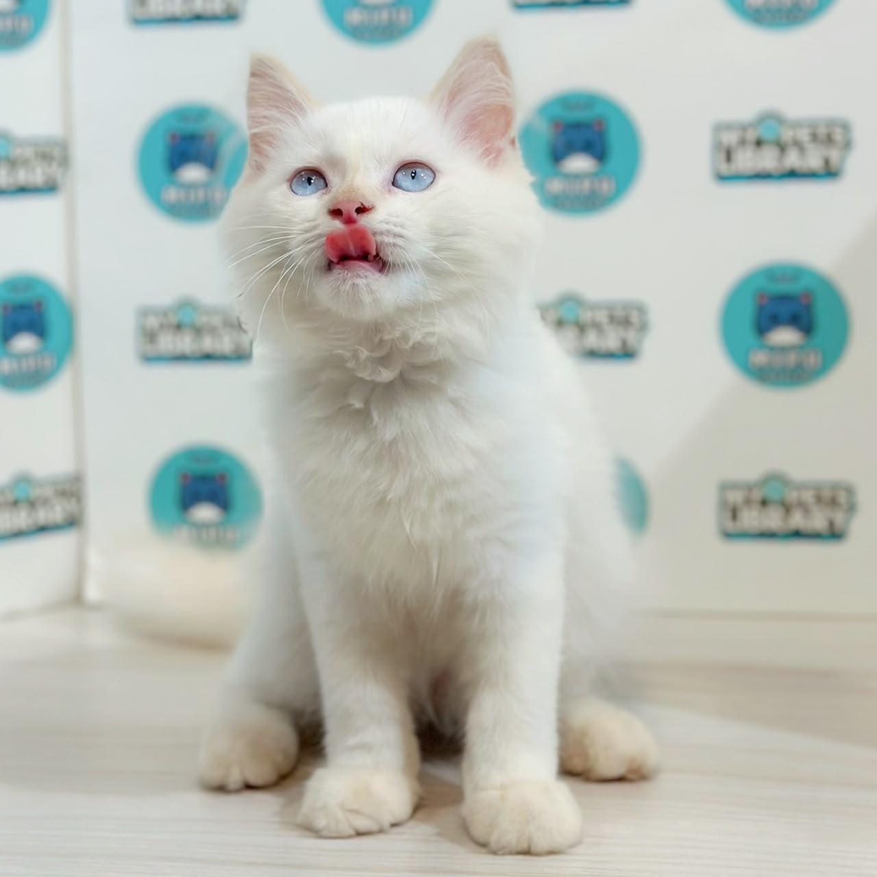 Turkish Angora Persian Kitten