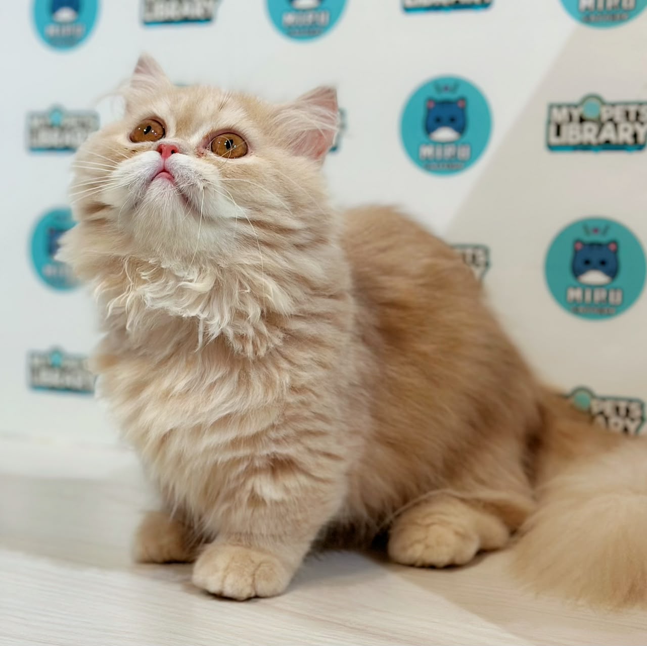 Super Short Minuet Napoleon Kitten