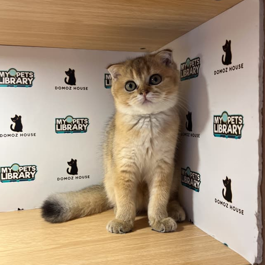 Scottishfold Kitten