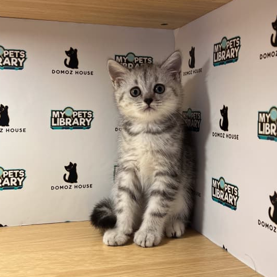 British Shorthair Kitten