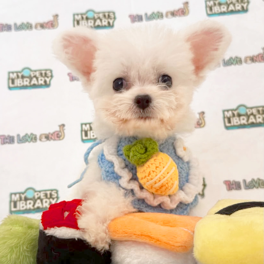 Teacup Bichon Frise Puppy