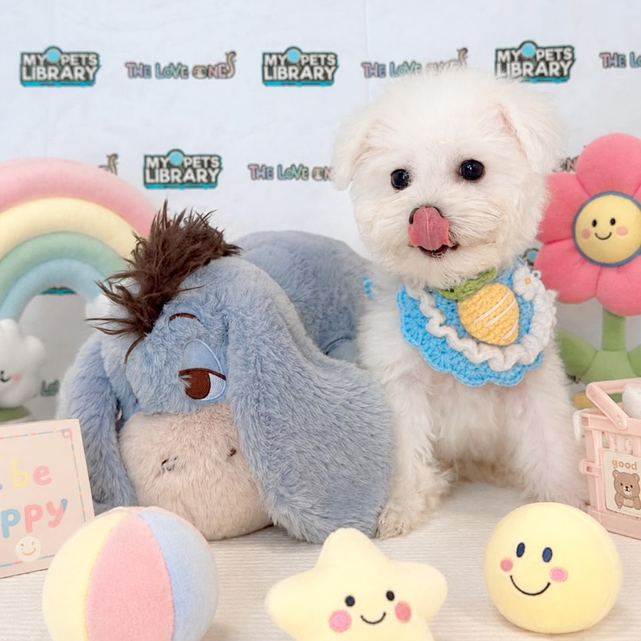 Mini Bichon Frise Puppy