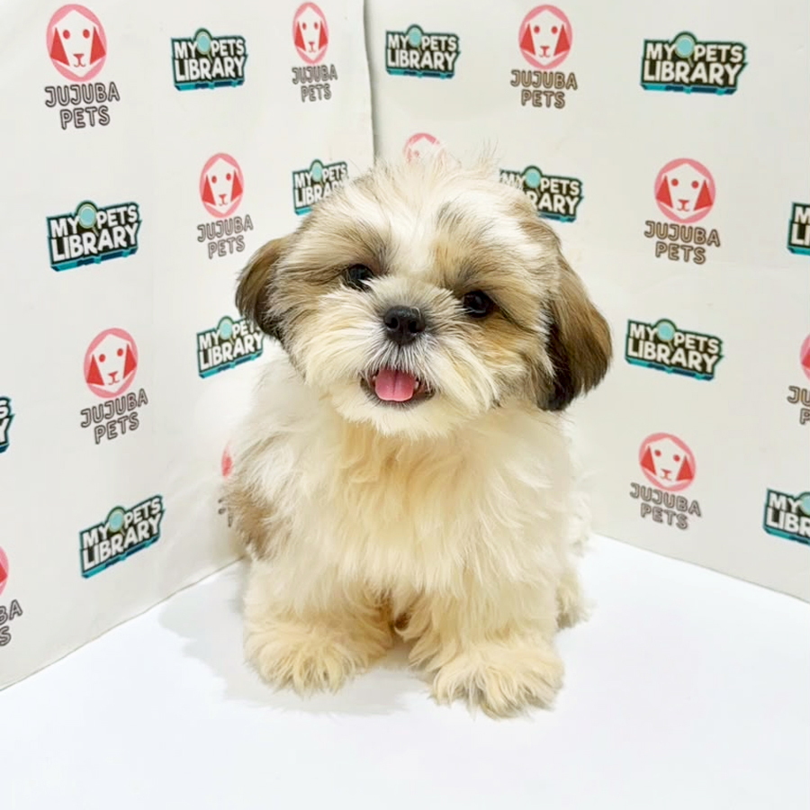 Shih Tzu Puppy