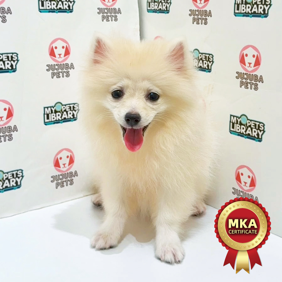 MKA Pomeranian Puppy