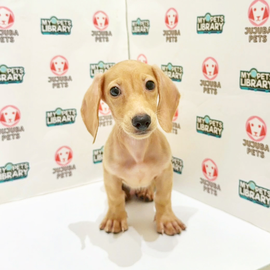 Dachshund Puppy