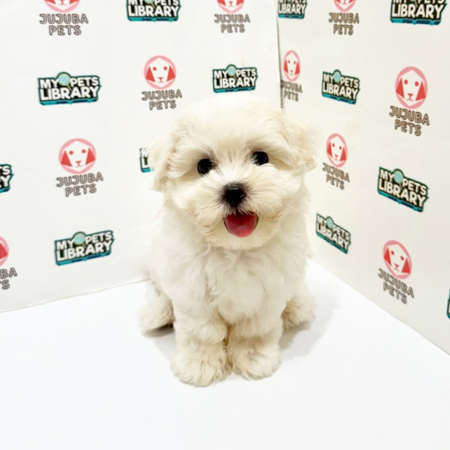 Maltese Puppy