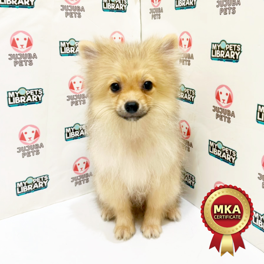 MKA Pomeranian Puppy