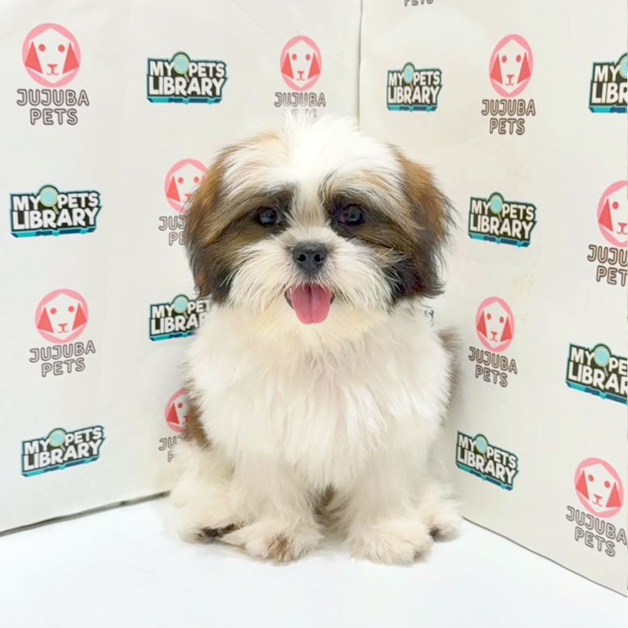 Shih Tzu Puppy