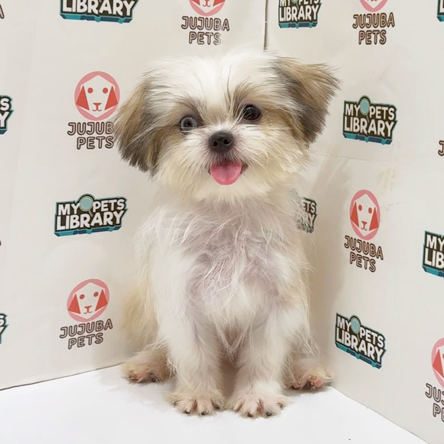 Shih Tzu Puppy