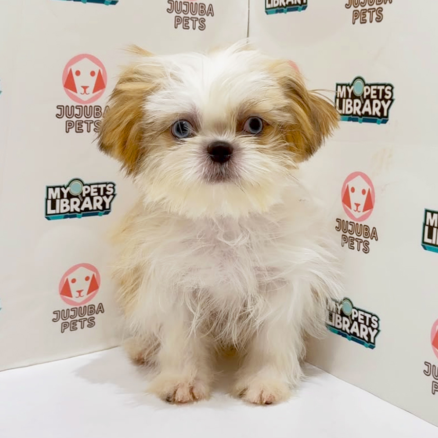 Shih Tzu Puppy