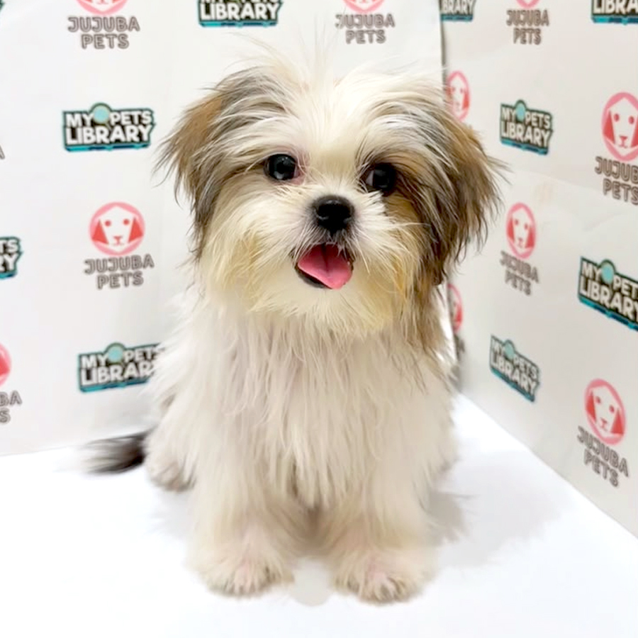 Shih Tzu Puppy