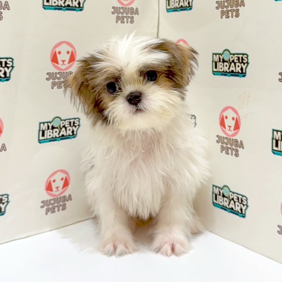 Shih Tzu Puppy