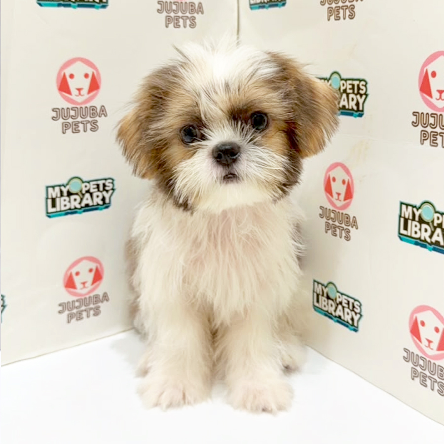 Shih Tzu Puppy