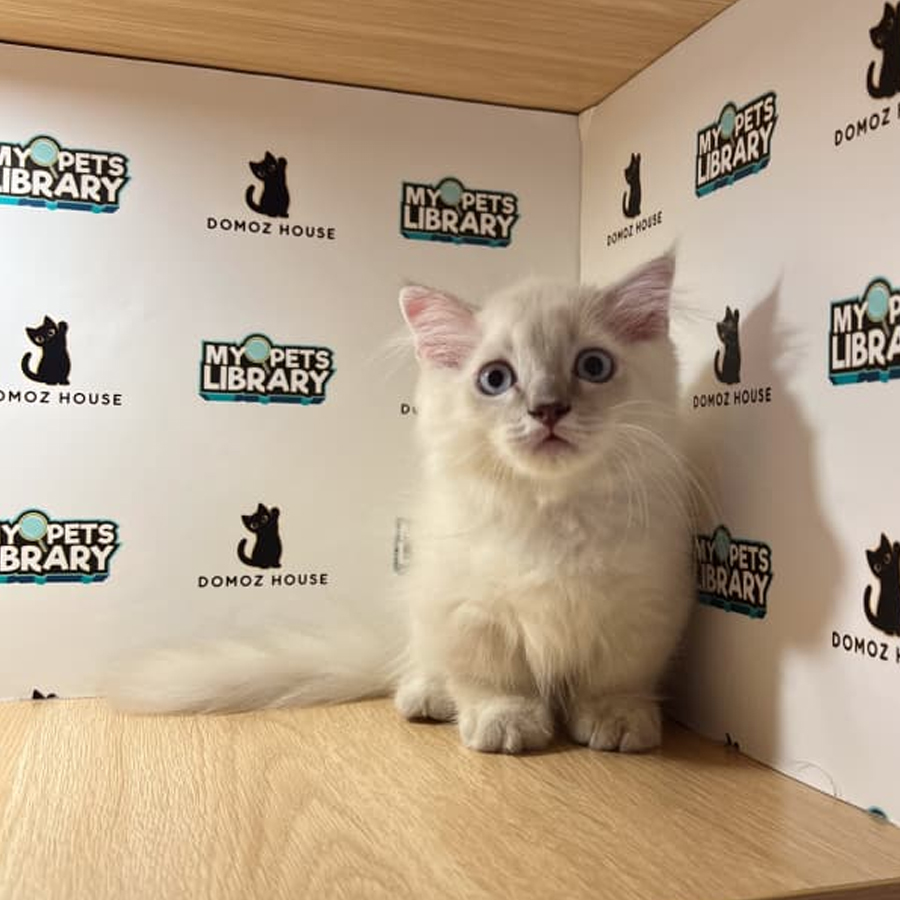 Napoleonfold Kitten